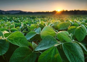 Anuncio lanzaron una nueva tecnología contra malezas resistentes y la Argentina es el primer país del mundo donde se aprobó el registro