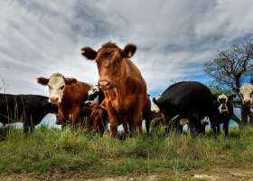 En tiempos de misiones espaciales se alinean los planetas ganaderos