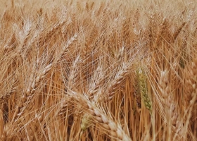 Por los buenos precios a cosecha, recomiendan tomar coberturas para el trigo nuevo
