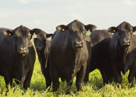 Estabilidad qué va a pasar con los precios ganaderos tras los picos históricos
