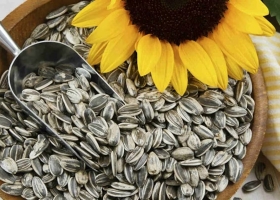 Tiene gran demanda un cultivo se perfila para generar US$5000 millones en tres años y ser la cuarta industria exportadora