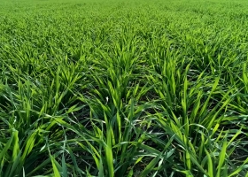 La cebada puede ganar superficie en la campaña de granos finos