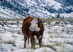 Plan binacional comienza un ambicioso programa para regenerar 150.000 hectáreas