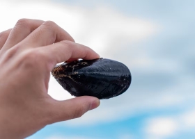 Del feedlot al fishlot el negocio productivo que en la Argentina se posiciona como potencia