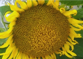 Ya es un éxito destacan que bajar las retenciones aceleraría la llegada de dólares de un cultivo