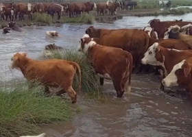 Extrema gravedad hay casi un millón de hectáreas bajo el agua por un diluvio en Santa Fe y temen fuertes pérdidas