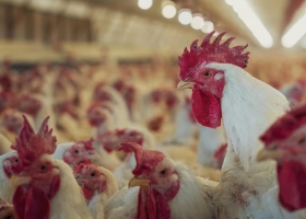 Gripe aviar la Argentina se encamina a recuperar la condición de libre de la enfermedad