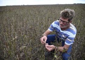 Los días no acompañan las lluvias no dan tregua y los productores no pueden acelerar la cosecha de soja