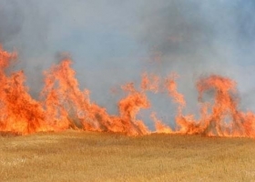 Los márgenes proyectados de la cebada 2026/27 son tan malos que en el mejor de los casos el cereal va camino a ser un “cultivo de servicio”