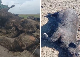 Moralmente me destruye a un productor se le murieron 60 terneros y denunció fallas en una vacuna