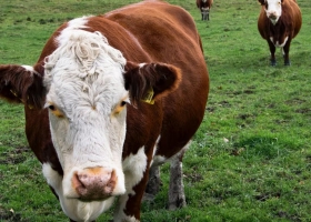 Inundaciones el Senasa flexibilizó exigencias sanitarias para la ganadería en tres provincias