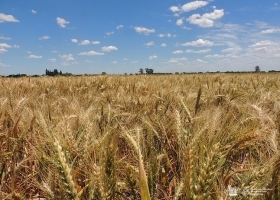 El trigo 2026/27 arranca con buen clima, pero el costo de los insumos enfría la siembra