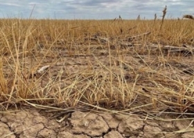 Fuerte alza del precio del trigo en EE.UU. ante la persistencia de una sequía que liquidará a gran parte de la cosecha de invierno