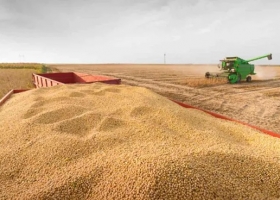 Cosecha de soja: avanza al 10,2% con demoras por lluvias, pero sube la proyección a 48,6 MTn