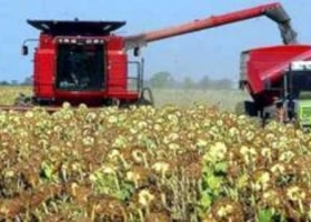 Girasol: la cosecha llega al 91,3% pero las lluvias frenan el cierre de campaña