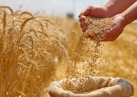 La campaña de trigo invita a salir de la defensiva y jugar un partido al ataque