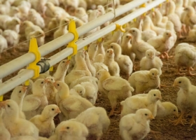 La Argentina se autodeclaró libre de gripe aviar