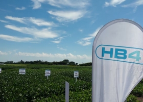 Brasil cuestionó el proceso de detección en Europa de una soja argentina no aprobada en ese mercado