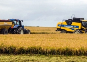 Con precios en retroceso y costos en alza, la superficie arrocera cayó 12% en el país y profundiza la retracción de un cultivo estratégico