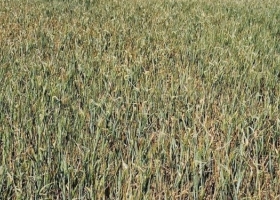 Sigue subiendo el precio del trigo en EE.UU. ante el avance de la sequía en la principal región cerealera del país