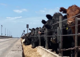 En crecimiento con 2,1 millones de cabezas en los corrales, los feedlots transitan una actividad intensa y con rentabilidad ajustada