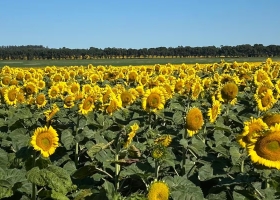 Por la demanda activa, el girasol se vende a cuentagotas
