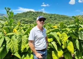 Denuncian que el contrabando de cigarrillos puso en vilo el negocio de producir tabaco