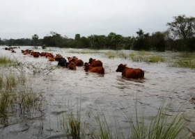 Luego de varias idas y vueltas, Santa Fe declaró la emergencia agropecuaria en el norte provincial y anunció alivios impositivos para los productores afectados