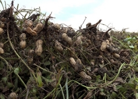 Se enfría el mercado de arrendamientos agrícolas en Córdoba de la mano de la pauperización del negocio del maní