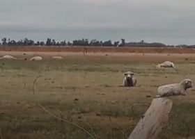 Impresionante un violento tornado hizo volar ovejas y en un campo mató 20
