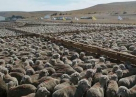 Es urgente descomprimir siguen frenadas las exportaciones de carne ovina a Brasil