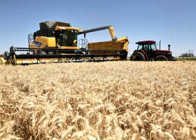 La Argentina importará trigo desde Paraguay ante la “paradoja de la abundancia”