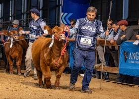 Empieza la Semana Angus de Otoño con más de 1000 reproductores