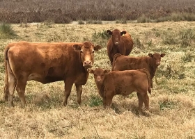 En plena zafra, se mantiene la firmeza en el mercado de invernada