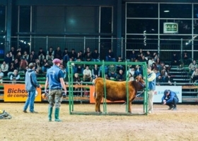 Expo Angus de Otoño: “Camino de los Campeones” mostró cómo se forman los grandes ejemplares de la ganadería