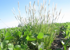 Alerta roja por Chloris virgata: confirman en Córdoba resistencia a glifosato y haloxifop