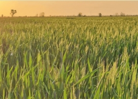 La Pampa: trigo y cebada sostienen el área con buenos perfiles de humedad, pero márgenes ajustados