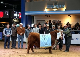 Expo Angus Otoño 2026: “La Clo” ganó el Mejor Ternero Negro y “Las Tranqueras” el Mejor Colorado