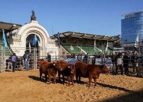 Expo Angus Otoño 2026: Zanguitu destacó el gran nivel de los lotes Puro de Pedigree