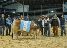 Cabañas argentinas y paraguayas pagaron $40 millones por la mitad de un Gran Campeón de la raza Brahman