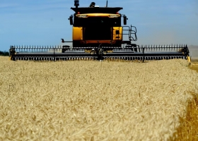 Buenas noticias para la campaña de granos finos baja el precio de la urea y sube el del trigo