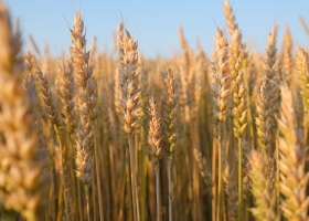 Trigo 2025/26: los cultivares de máxima calidad ocuparon apenas el 4% del área sembrada en Argentina