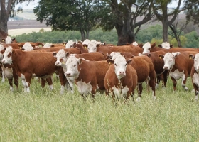 Efecto derrame el buen momento de las vacas empuja el valor de los campos ganaderos