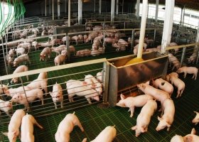 Las exportaciones porcinas argentinas crecieron 161% en valor durante el primer cuatrimestre de 2026