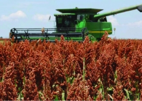 La cosecha de sorgo 2025/26 avanza al 49% y los rindes sostienen las expectativas de producción