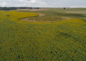 Nuevo escenario el cultivo que abrió la puerta a un reseteo productivo