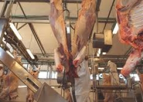 El peso promedio de faena alcanzó en mayo un récord mensual en más de 30 años