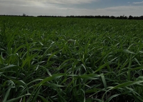 La siembra de trigo alcanza el 65,8% del área prevista, pero persisten demoras por el exceso de humedad