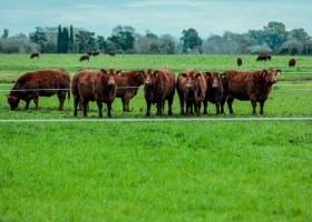 El exitoso acelerador de un productor para multiplicar la capacidad reproductiva de las vacas