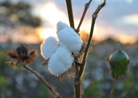 Semilla de algodón: el alimento que puede mejorar la producción de leche y carne